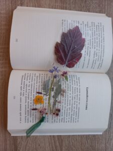 Книгоразделител Alnus Incana Naturebound